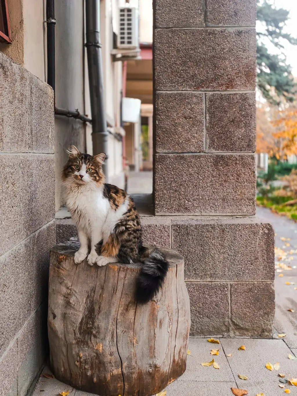 A cat posing on a log in the fall weather.